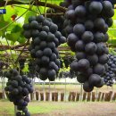 포도나무 이미지