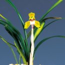 엄지공주 이미지