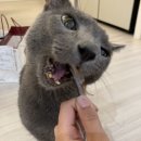 심쿵하개 | [송탄맛집] 직접 만드는 수제애견간식,원데이 클래스 체험 가능한 '심쿵하개'