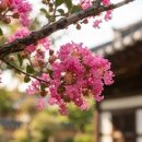 어탕국수(금호점) | 8월 늦여름 감성 꽃여행 배롱나무꽃과 상사화가 만든 보랏빛·분홍빛 힐링 여행 리얼후기