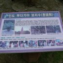 지혜의 나무 이미지