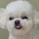 순천만동물병원 미용실 | [순천 동물병원] 순천만동물병원 진료 후기🐾