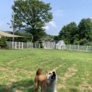 댕댕그라운드 이미지