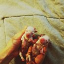 부산강아지분양 앨리펫 이미지