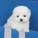 강아지분양 멍블랑 인천청라본점 | 강아지분양 멍블랑 인천청라본점에서 소중한 친구를 만나요! 🐶