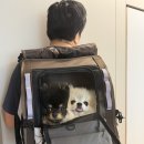 강아지와 외출이 편해진 이유, 꽁냥꽁냥제이 강아지 앞가방 후기