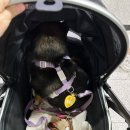 2025 제 22회 대구펫쇼 후기 (강아지간식, 장난감, 케이프)