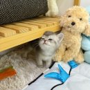 데일리독 | 의정부고양이 이쁜 아이들이 있는 데일리독 의정부점 후기