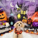 라라그루밍 이미지