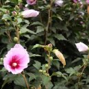 자연속풍경민박 이미지