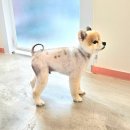 더 예쁘개 | 동탄애견미용샵 솜씨좋은 오늘도예쁘개 다녀온 후기 🐶