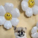 군자애견 이미지