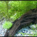 피노키5 이미지