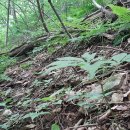 산양3리 | 한강기맥의 덕고산 언저리에서 삼구산삼을 횡재하다.