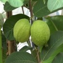 재실농장 이미지