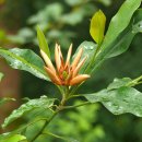 버지니아목련 [월계수목련, sweetbay magnolia (Magnolia virginiana)] 이미지