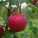 삼정농원 이미지