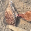 울안농장 이미지