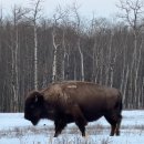 대자연 | 캐나다 알버타 엘크 아일랜드 국립공원, 바이슨 보는 대자연 여행지 후기