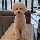 블루멍S 이미지