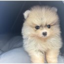 상상도그 이미지