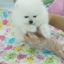 내품에 강아지 이미지