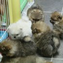 Pom생Pom사 이미지