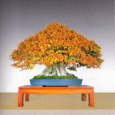 우리분재 이미지