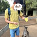 시드니 주말 여행 코스 추천:페더데일 동물원·록스마켓 솔직 후기