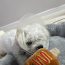 다봄 동물병원 이미지