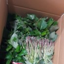 삼싹농장 이미지