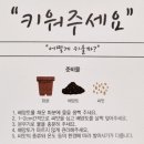 나종님 | 농업회사법인가나종묘주식회사 애플토마토씨앗 토마토키우기 후기