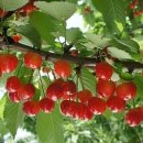 별이&체리 이미지