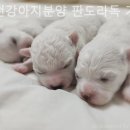 인천강아지분양 판도라독 가정분양 이미지