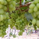 혜진농장 이미지