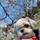 광판팔뚝김밥 이미지