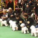 도그뉴스