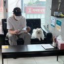 이안동물의학센터(청담점) | 청담 이안동물의학센터 디스크강아지 mri, ct / 마취, 비용, 주차, 소요시간 등