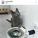 야옹아 놀자 경주점 네이버블로그