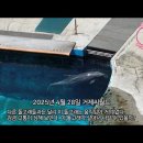 수면 위에 둥둥 떠서 움직이지 않는 돌고래 (feat. 거제씨월드) 이미지