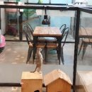 미어캣인더시티 이미지