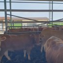 대화한우농장 이미지