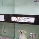 마인동물의료센터 이미지