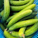 🥒유기농오이 비품/ 풀무리 농장님 이미지