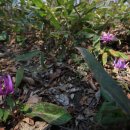 살바토레펜션 이미지