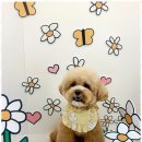 하이뭉치(Hi Moongchi) | 세교동애견미용 하이뭉치에서의 특별한 하루