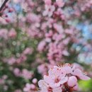 🌸My Blossom🌸 이미지