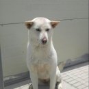 예쁨보배