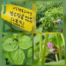장경종 | 주간 짜투리 25년 8월중순 : 남도장콩, 소만콩, 거제봄팥개화, 콩교배 상황, 벼교배 준비 등등.