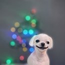 어쩔댕댕 이미지